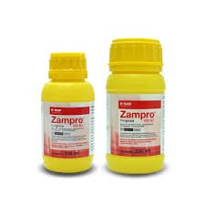 zampro besar