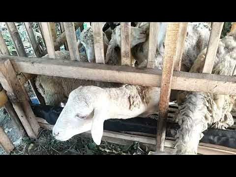 kambing betina