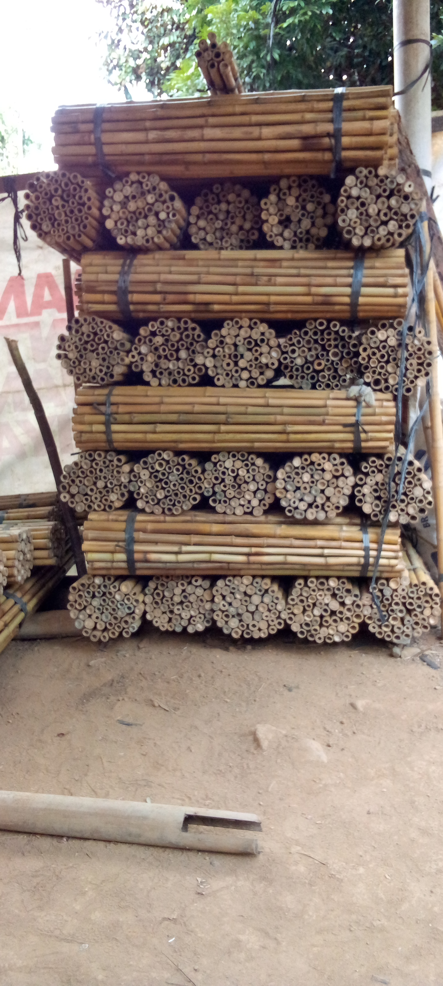 Bambu cendani
