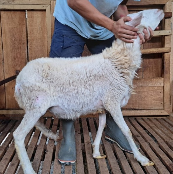 Domba SR Farm C9