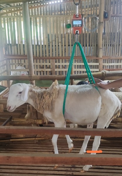 Domba Wonosobo