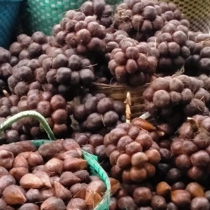 Salak pondoh