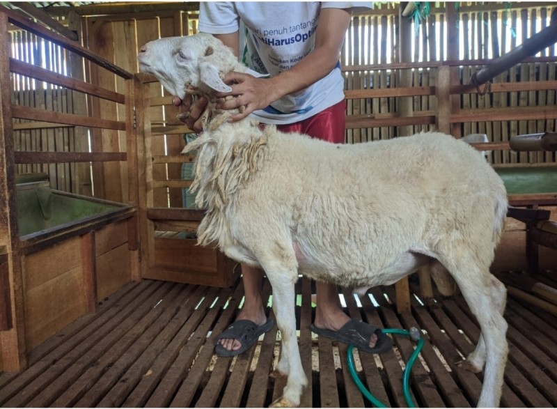 Domba SR Farm B2