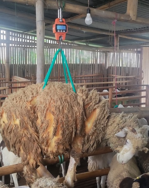 Domba Merino