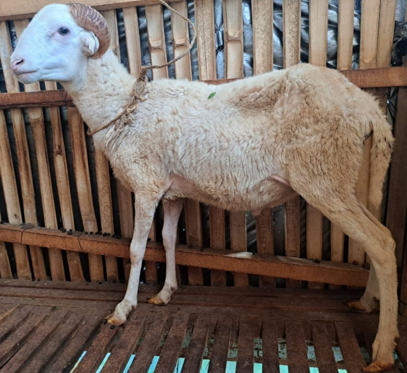Domba SR farm F30