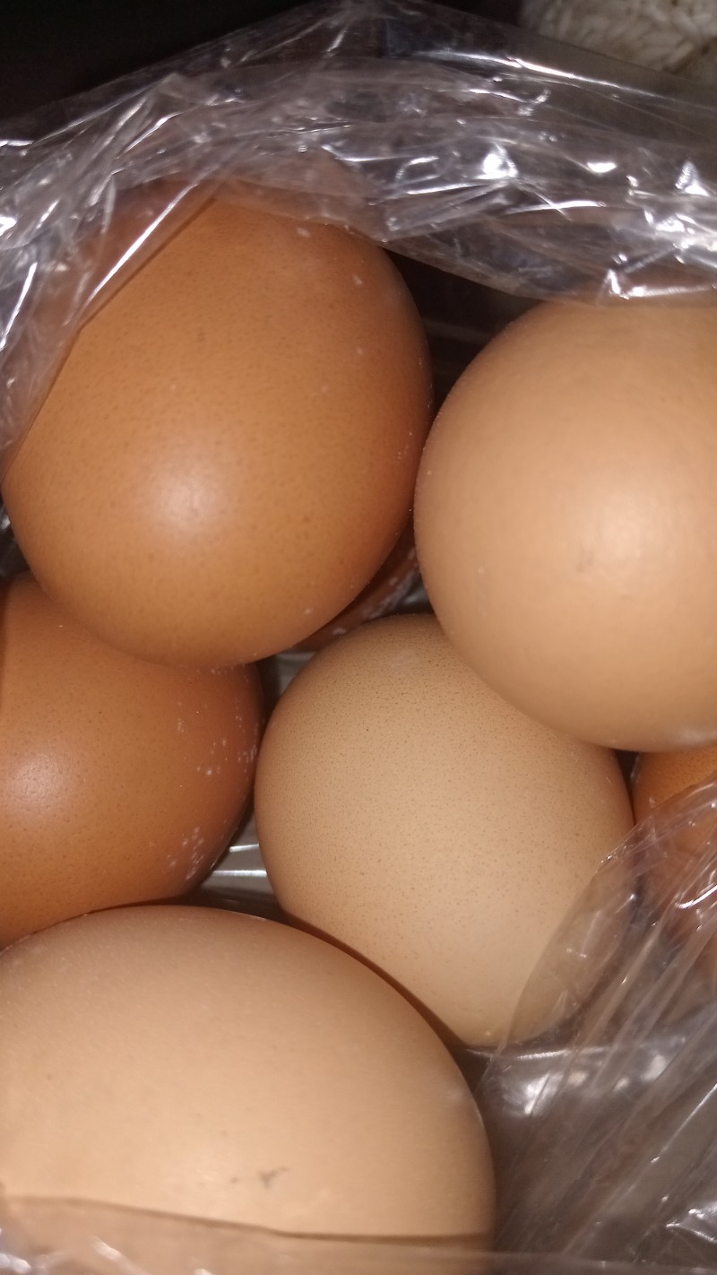 TELUR RAS