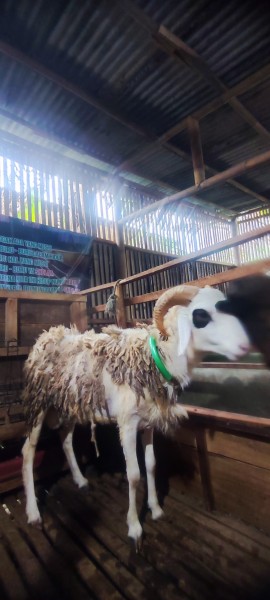 Kambing SR B