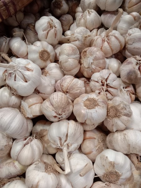 Bawang cincau