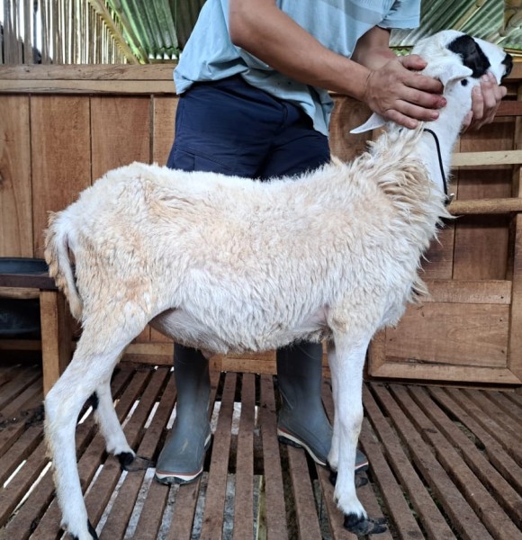 Domba SR Farm C10