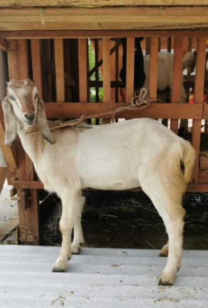 Kambing
