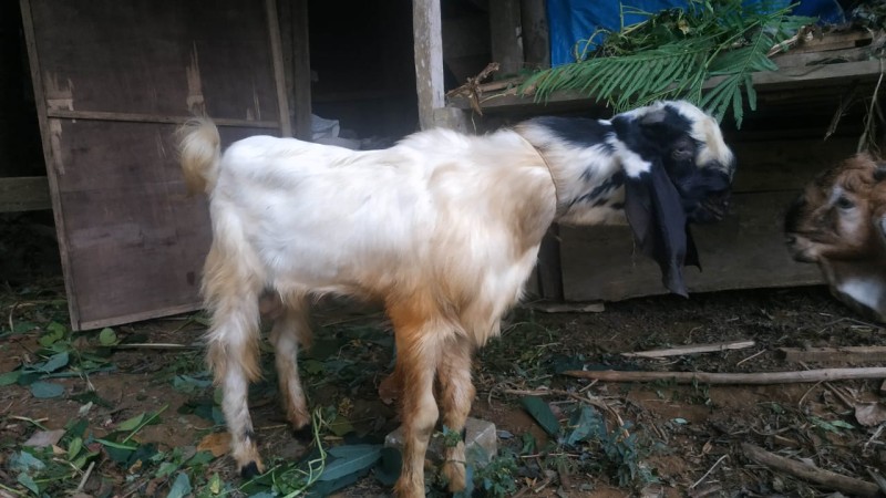 Kambing