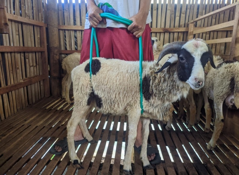 Domba SR Farm E1