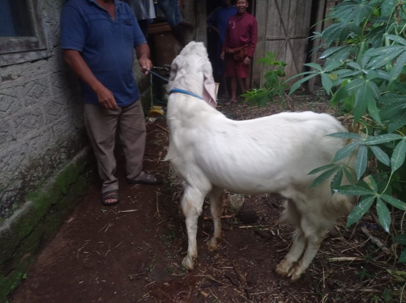 Kambing