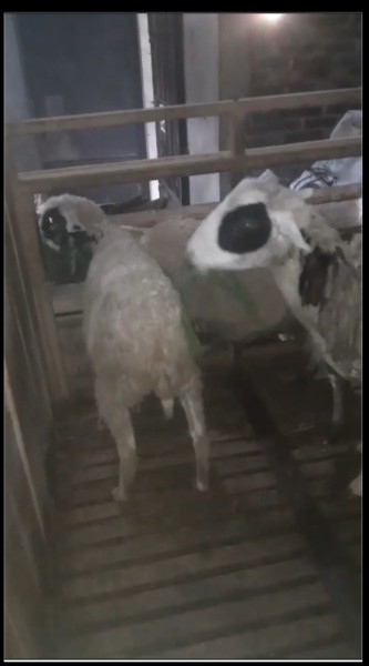 Kambing + 2 anak dere