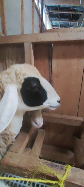 Domba SR Farm BL 02