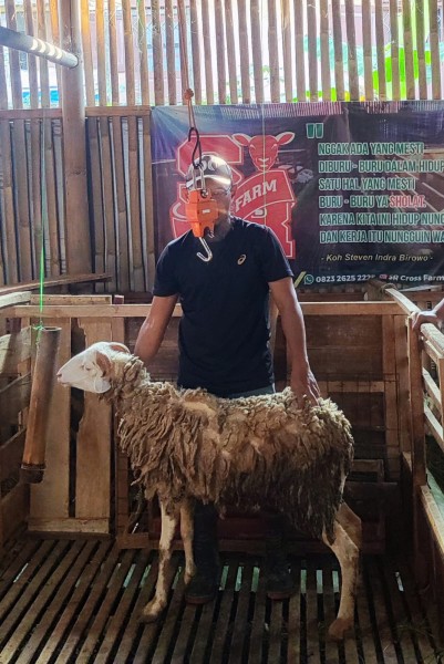 kambing qurban Bd 1
