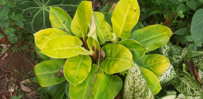 Tanaman Hias PHILO LEMON