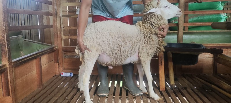 Domba SR Farm