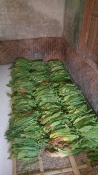 Daun tembakau