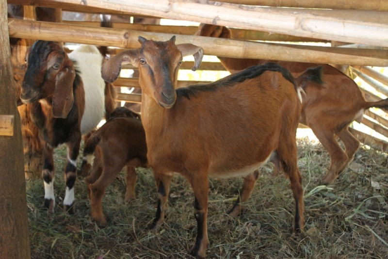 kambing