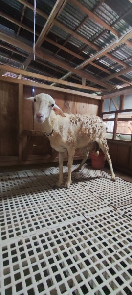 Domba SR Farm BL 02