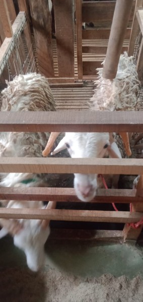 Kambing SR A2