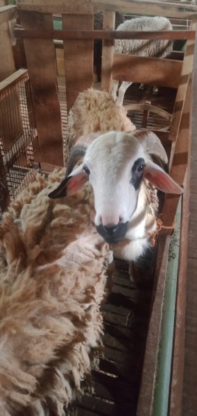Kambing SR A1