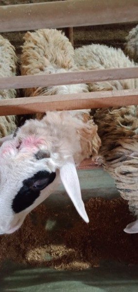 Kambing SR C4