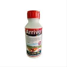 ARRIVO 500ML