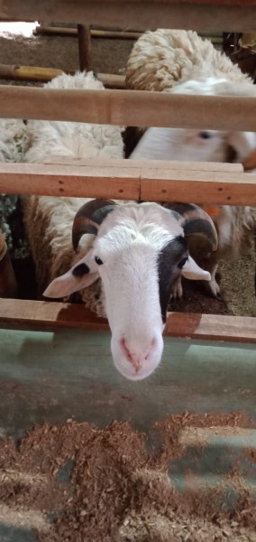 Kambing SR C5