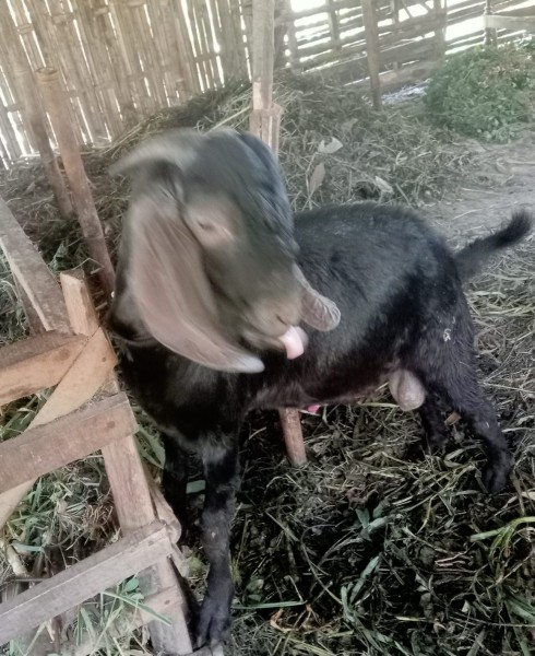 Kambing Pejantan