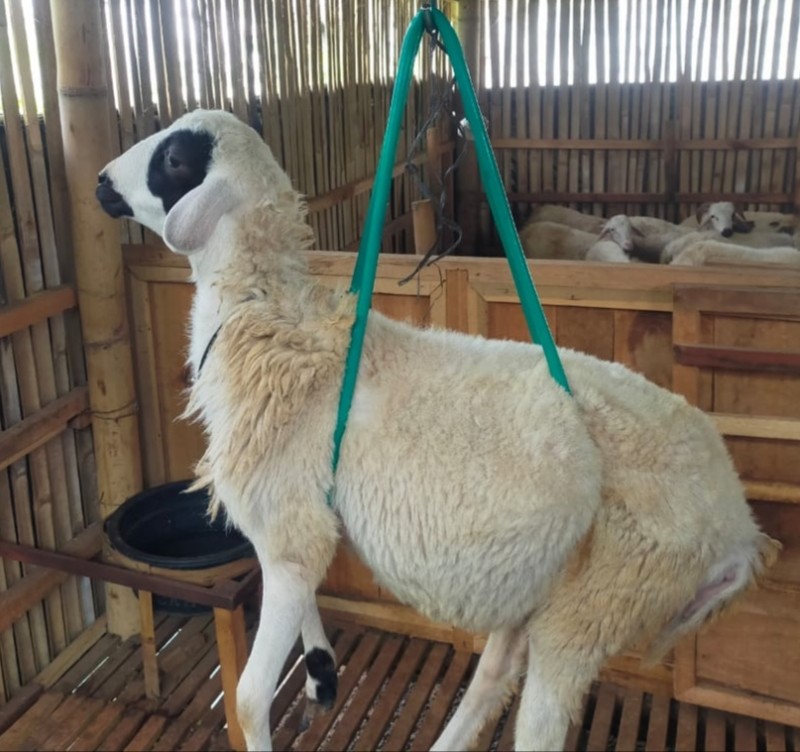 Domba SR Farm C4