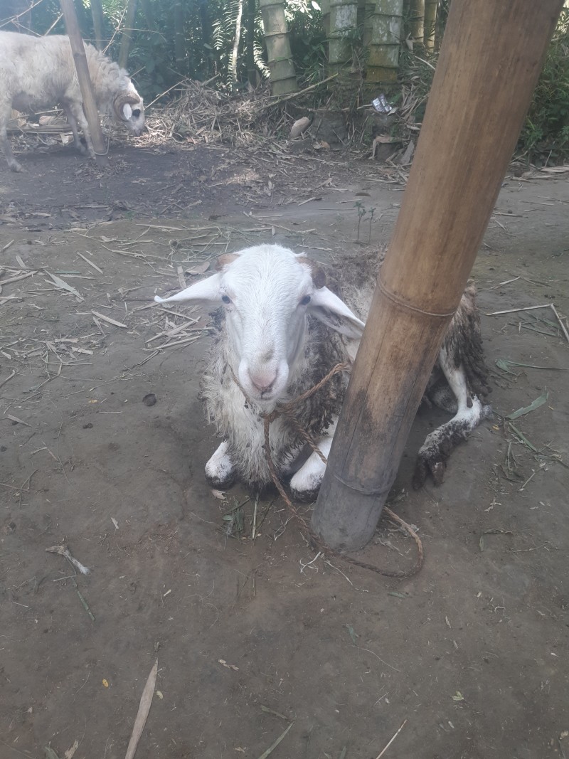 Kambing