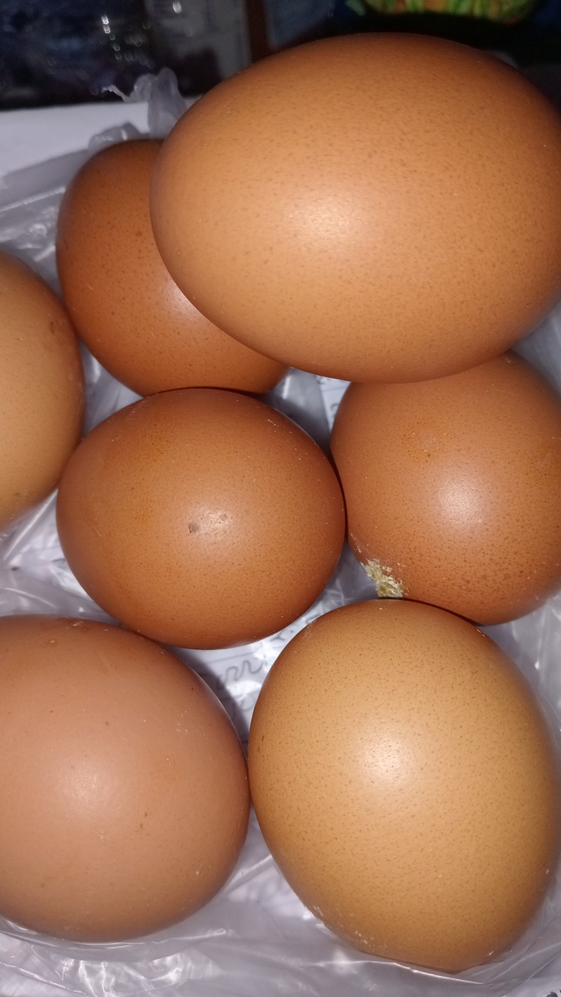 telur