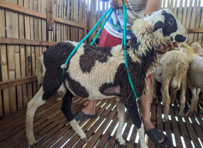 Domba SR Farm E3