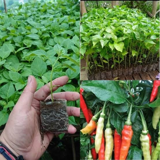 Sembako store