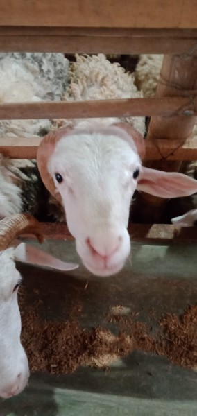 Kambing SR C6