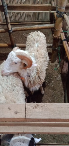 Kambing SR C3