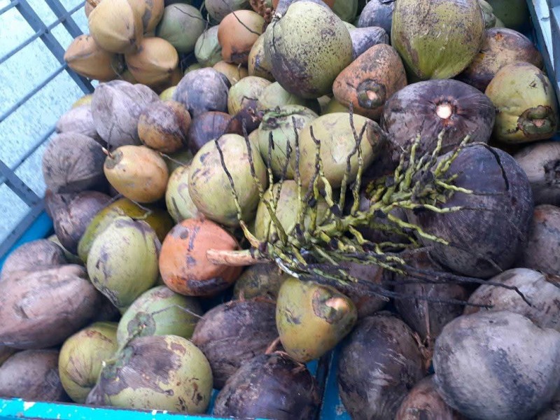 Buah kelapa (krambil)