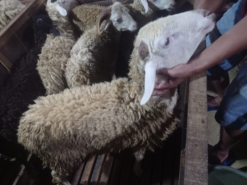 Kambing jantan