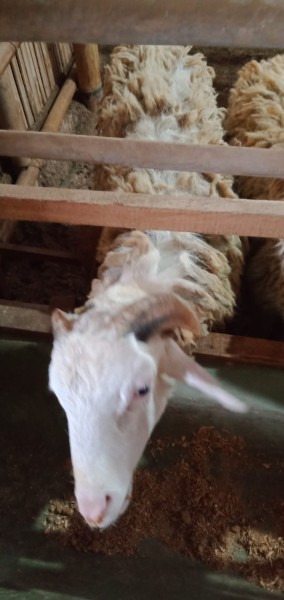 Kambing SR C2