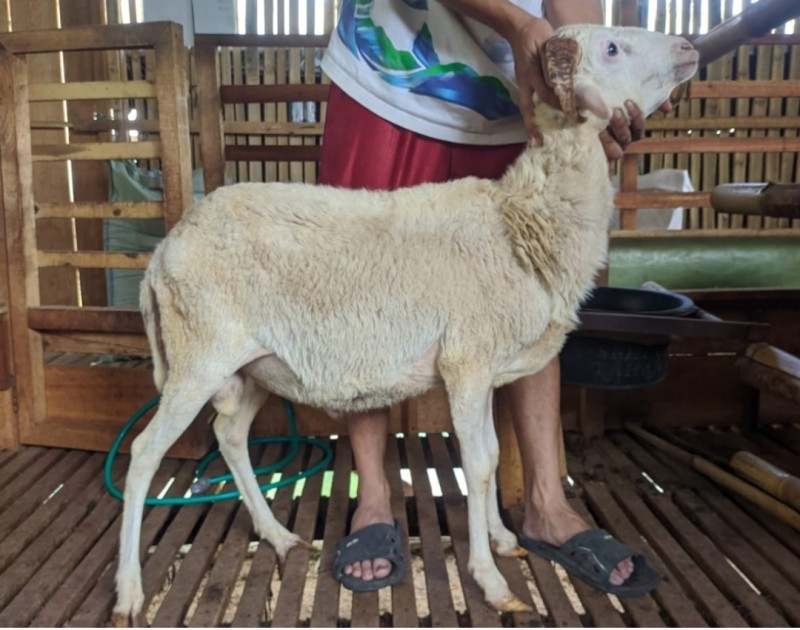 Domba SR Farm B4
