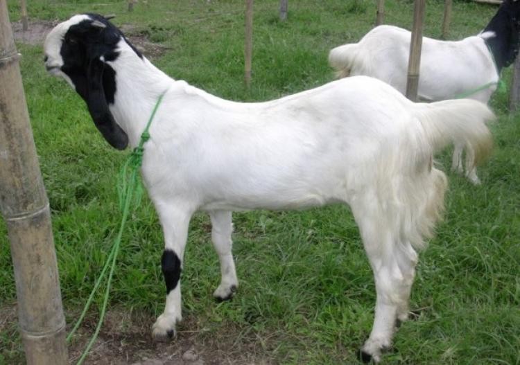Kambing etawa