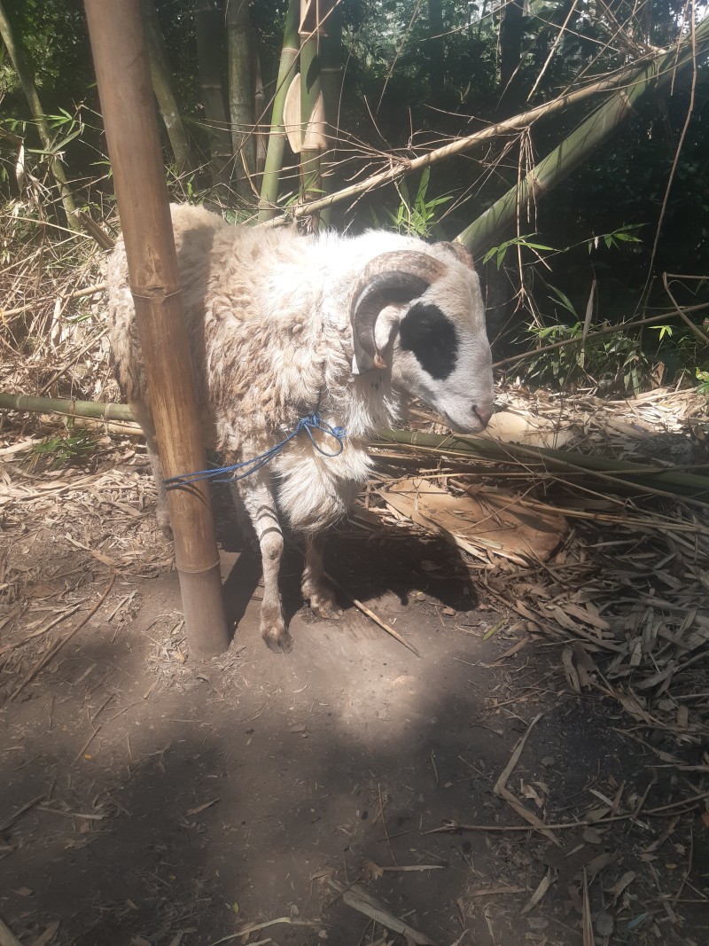 Kambing besar
