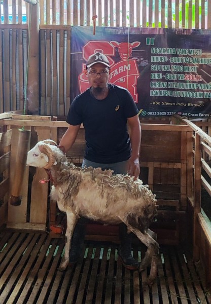 kambing qurban Bd 2