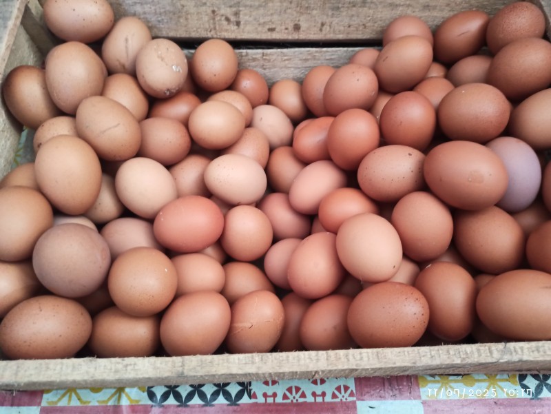 Telur