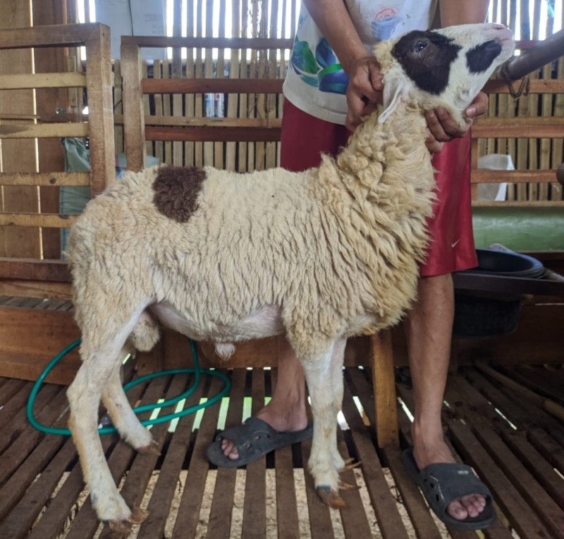 Domba SR Farm B5