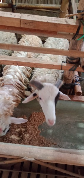 Kambing SR C8