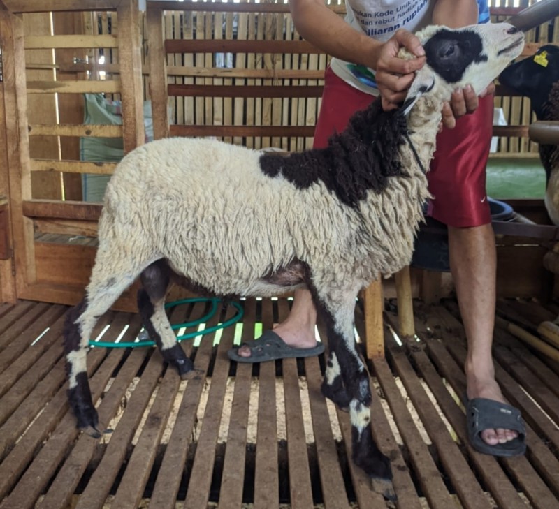 Domba SR Farm B6