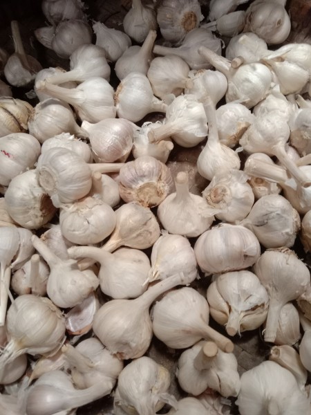 Bawang putih kating